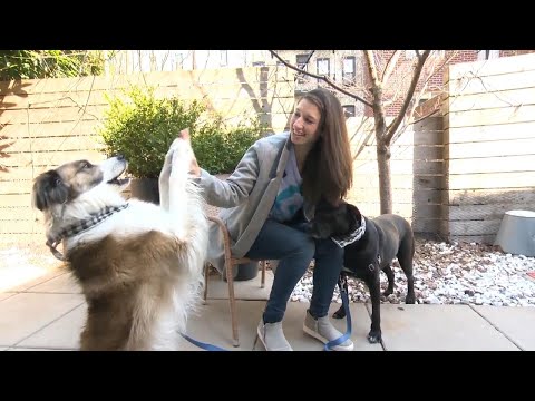 People Take In Pets to Cure Boredom from Social Distancing