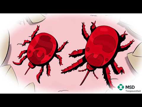 Rote Vogelmilbe MSD Tiergesundheit
