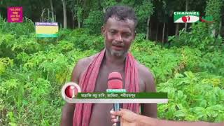 জাজিরাতে বৃদ্ধি পাচ্ছে মাদ্রাজি ওলকচু চাষ