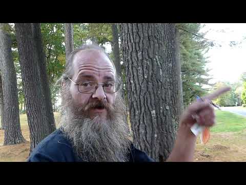 Un attraversamento pedonale rotto nel Wisconsin viene segnalato dal controllore! Poi quasi vengo ...