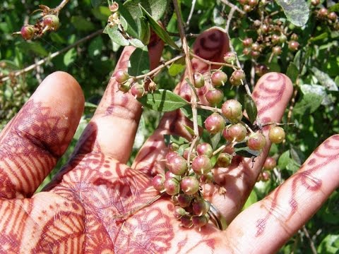 download lagu mp3 mp4 Henna Plant, download lagu Henna Plant gratis, unduh video klip Henna Plant