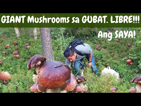 LIBRENG Mushrooms sa GUBAT! MUSHROOM PICKING!  Foraging! SUPERFOOD!
