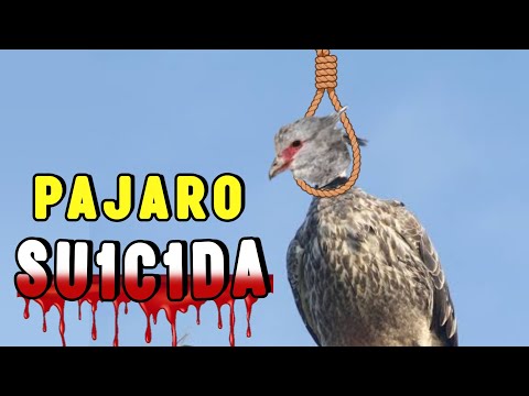 El Pájaro Que MUERE de AMOR 😢 ¡ TERRIBLE TRAGEDIA! 💔