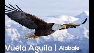 Vuela Aguila- Tercer Cielo | Alabale (Con Letra)