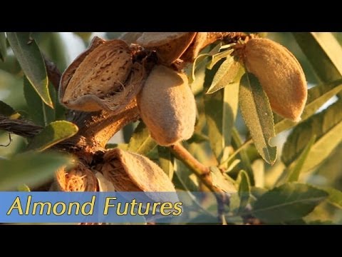 Almonds harvesting and processing