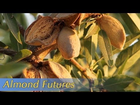 California Almond Nut