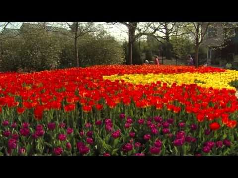 The Tulips Have Come to the Zoo!