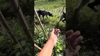 Bisitahin natin ang mga tinanim nating mga gulay.