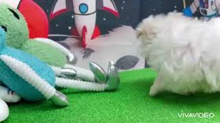 マルチーズの動画01