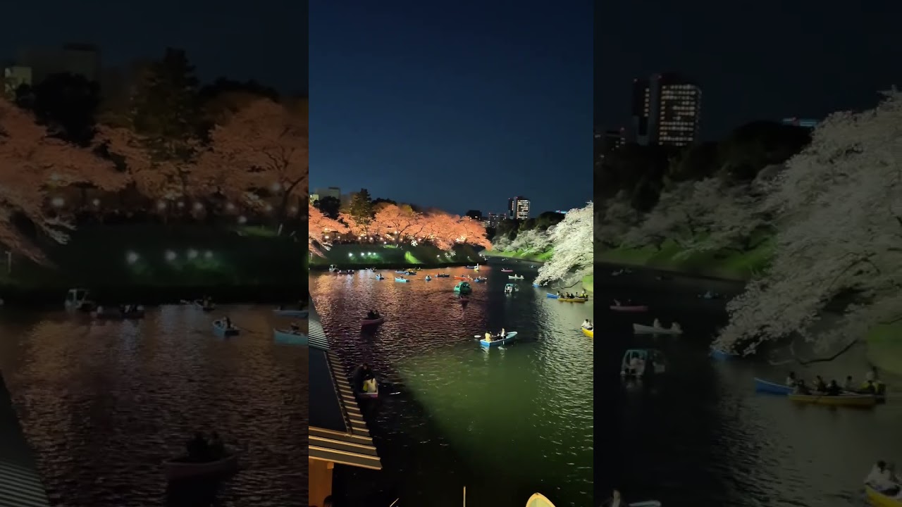 Công viên kudanzaka park mùa hoa anh đào 2026 #tokyo #travel #anime #japan #sakura