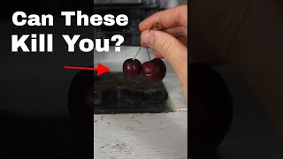 Does Eating Two Cherries Kill You
