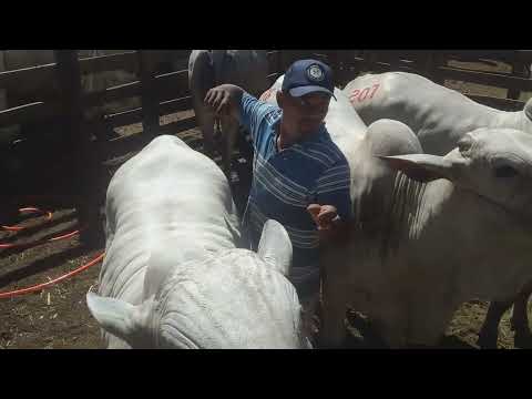 Gado pro leilão ém Simplício Mendes Piauí só  gado bom neroli 🤠