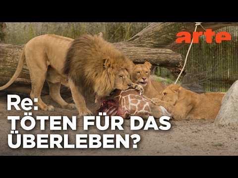 Video Thumbnail: Zu viele Tiere im Zoo - Wie geht moderner Artenschutz? | ARTE Re: