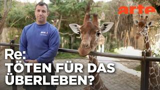Zu viele Tiere im Zoo - Wie geht moderner Artenschutz? | ARTE Re: