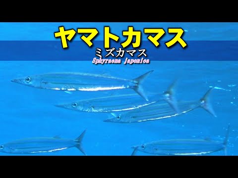 ヤマトカマスの水中映像