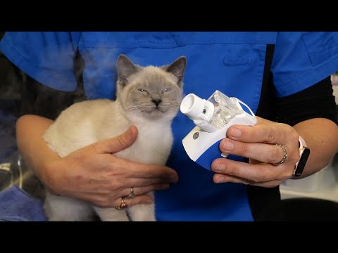 How to Nebulise your Cat