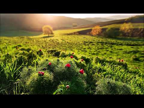 Cafe De Anatolia Meditation - 1 HOUR Beautiful Orient Calming Music I Música Relajante I DNA Repair