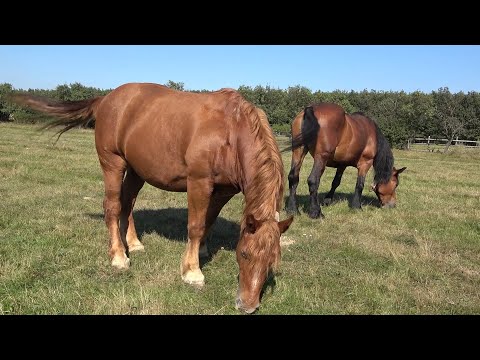 Caii lui Nicolae Nea' Lae de la Cugir, Alba - 2020 Nou!!!