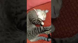 Download lagu #petlover #catfunny #comedy #lunacat mp3 Download lagu #petlover #catfunny #comedy #lunacat mp3