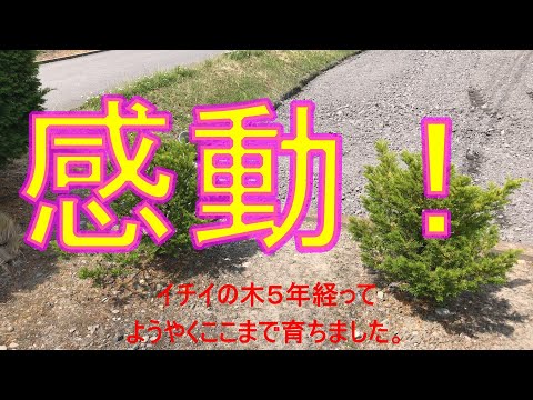 IUCN分類における絶滅の危険性を示す図。