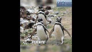 Cruise Excursions: Watch YouTube FIRST for Accessibility! #shorts