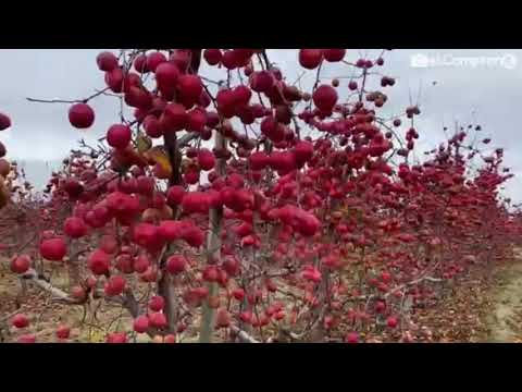 Apple frozen after 3 months
