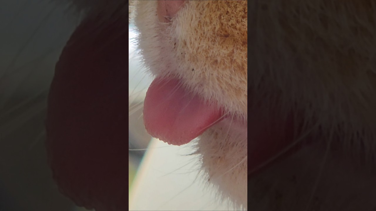 エジプトの曲を猫に聞かせたら神だったことを思い出した