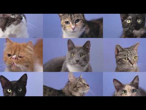 Adopt a Cat from the RSPCA