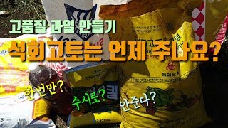 석회고토비료 언제 얼마나 주면 효과적일까요 고품질 고당도 과일 감귤 만들기 석회고토 사용법