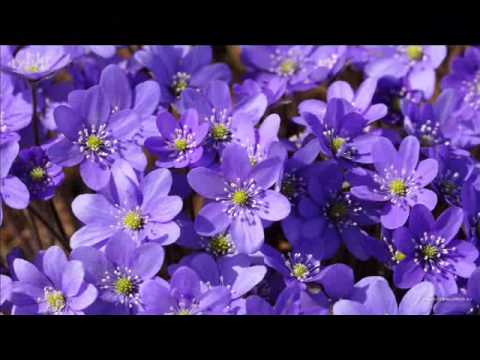 Simida Istrate-Cantarile noastre