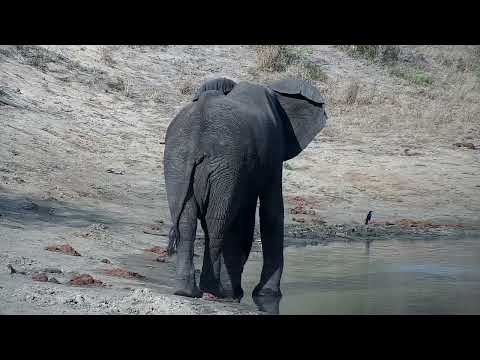 Djuma: Lone Elephant bull drinks at dam - 15:56 - 10/16/2022