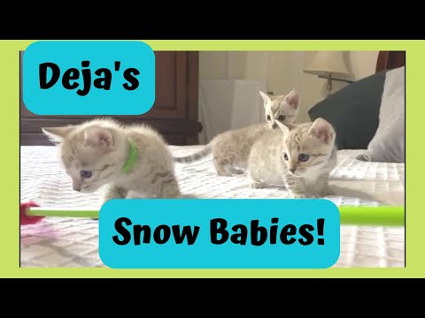 Deja Vu's Kittens! | Adorable 6 Week Old Snow Bengal Kittens