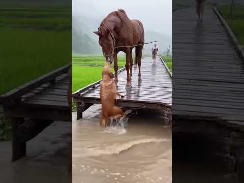 Horse saves drowning dog #horse #horses #dog #dogs #animalrescue #usa #viral #trending #shorts #uk