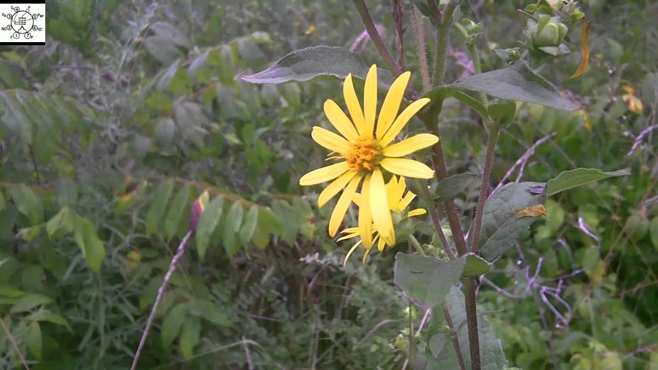 The Saga Of Starry Rosinweed (Silphium asteriscus) - YouTube