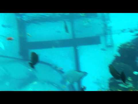 会計学科 ユーチューブyoutube.comが名古屋港水族館になった！感動のイルカや魚たち！税理士木村勝則の独り言！経営革新等支援機関近畿財務経済産業局認定木村勝則税理士事務所滋賀県高島市安曇川町