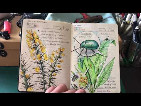 My Nature Journal so far ...