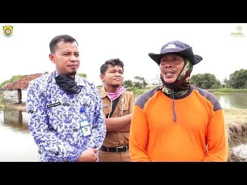 DKP JATENG DAN DKP KENDAL DISTRIBUSIKAN BANTUAN BIBIT IKAN