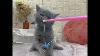 ブリティッシュショートヘアの動画01