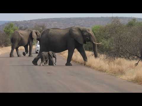 Baby Elephant Crossing Road