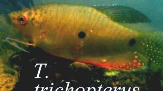 preview picture of video 'Punktierter Fadenfisch Trichogaster trichopterus im Freiwasser'