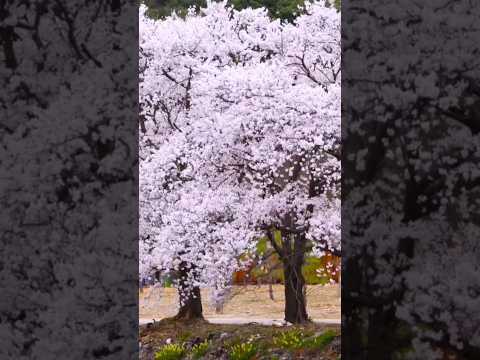 📌 Cherry Blossom 🌸 Cerezos en Flor: El Espectáculo Natural Más Hermoso del Mundo 🌸