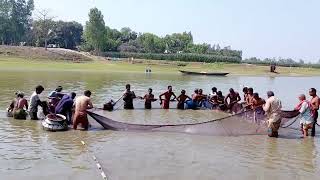 গাছবাড়ী বিলের মাছ ধরার দৃশ্য।