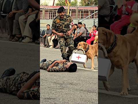 जब जवान 👮‍♂️ घायल 🤕 हुआ, तो उसका वफादार साथी 🐕 मदद ⛑️ के लिए आगे आया #bsf #dog #loyal #honest