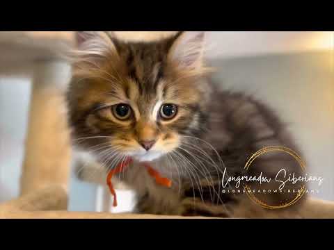 Litters J and K playing together | Siberian Forest Kittens | Siberian Cats Playing