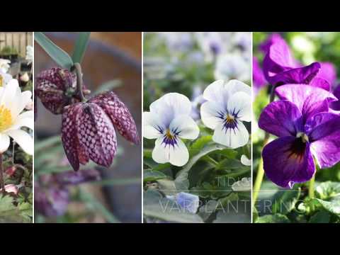 Tidig vårplantering med trädgårdsmästare Maria Dahlberg