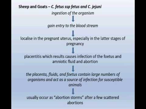 Campylobacter ,How do they cause disease in Humans, primates ,Sheep, goats,cattle dogs, cats