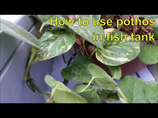 How to reduce nitrate level easily - using pothos plant in aquarium fish tank