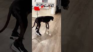 Download lagu Dogs wear shoes #funny#dogs #pets #pet #fyp #animals mp3