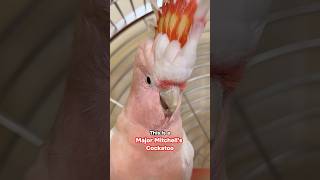This is a Major Mitchell's Cockatoo