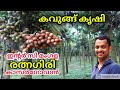 kavungu krishi malayalam #Areca nut farming in kerala #arecanut plantation #kavungu thai #kavugu #kl